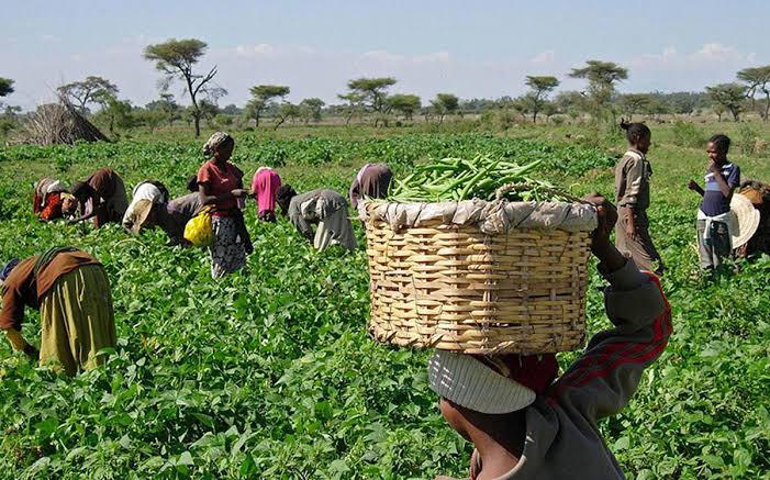 Ignore anti-GMO propaganda, approved varieties are safe – NBMA tells Nigerians